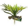 Zoo Med Naturalistic Flora Staghorn Fern BU65